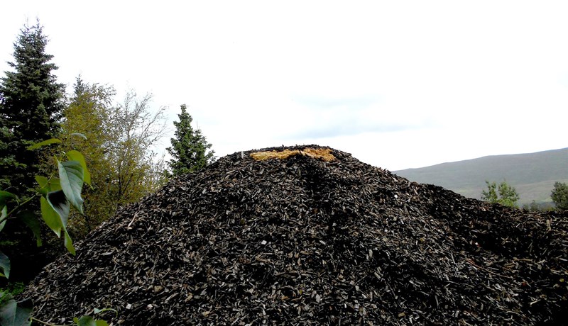 Töfrar sveppatínslunnar