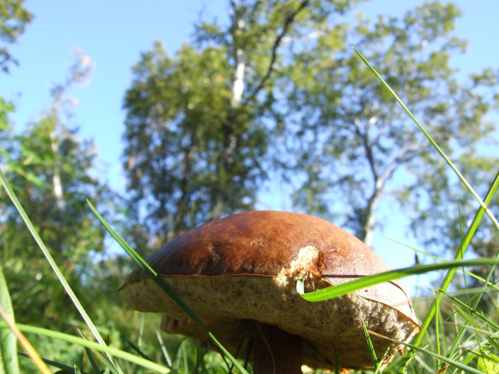 Sveppaldin fyrr á ferðinni en vant er