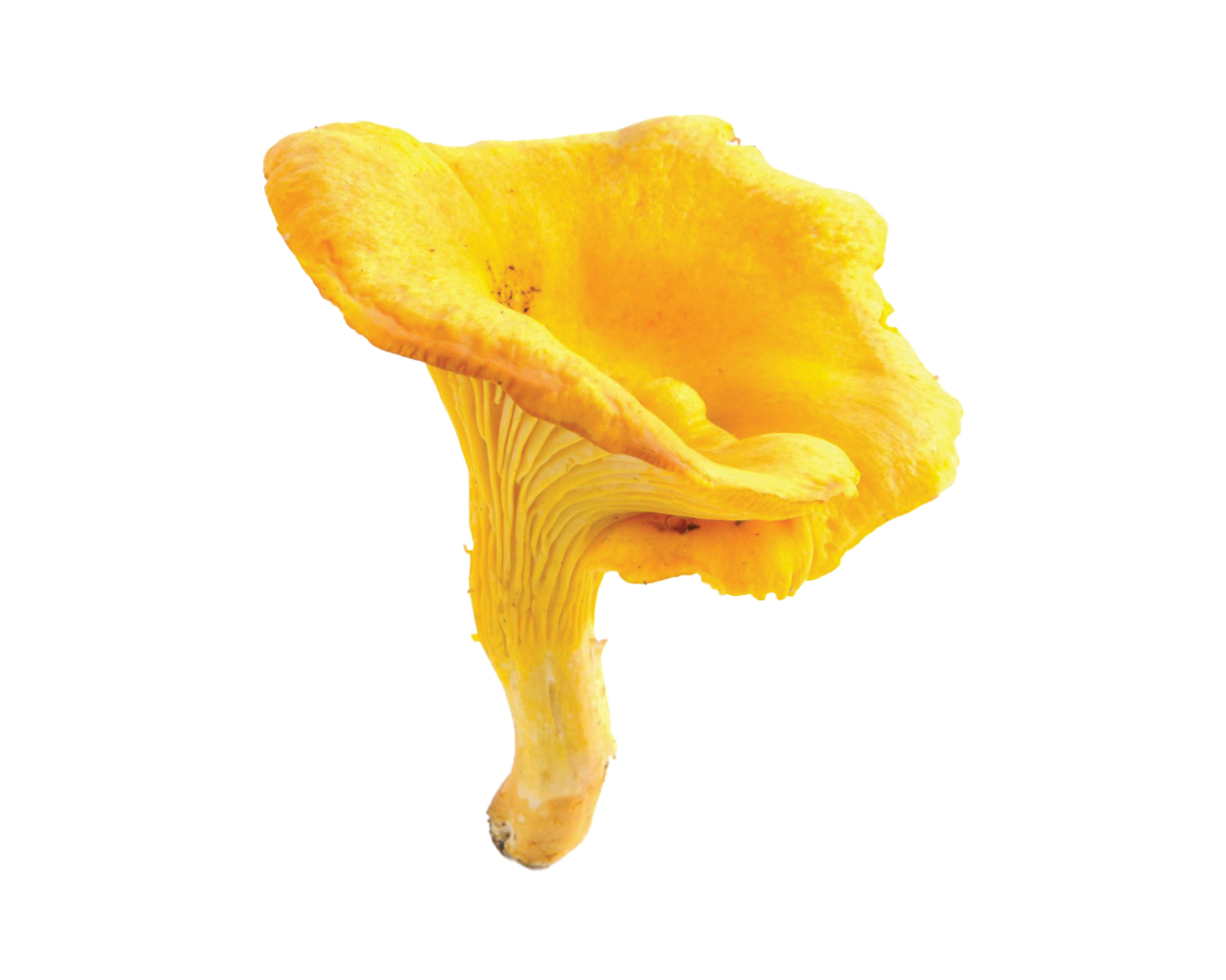 Sveppir fyrir húð, hár og heilsu