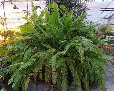 Sverðburkni – svipmikil klassísk pottaplanta