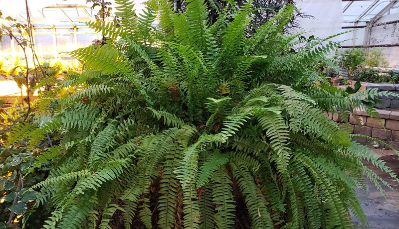 Sverðburkni – svipmikil klassísk pottaplanta