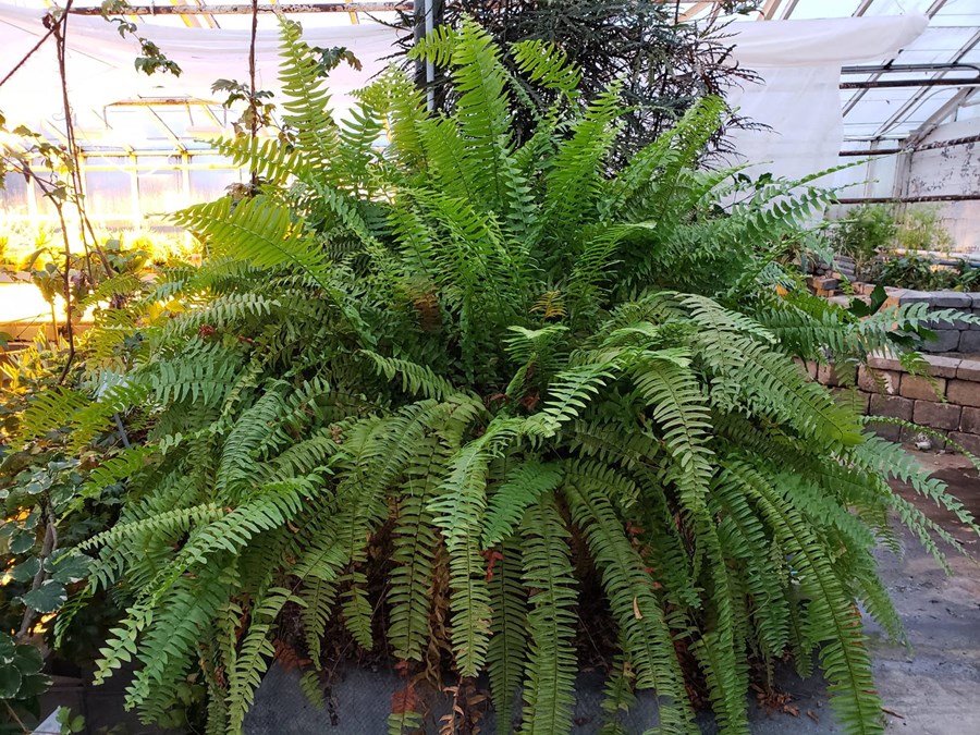 Sverðburkni – svipmikil klassísk pottaplanta