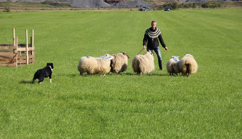 Skráning, ræktun, fræðsla, þjálfun og keppni