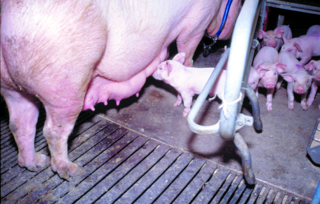 Dýralæknar munu sjá um geldingar grísa