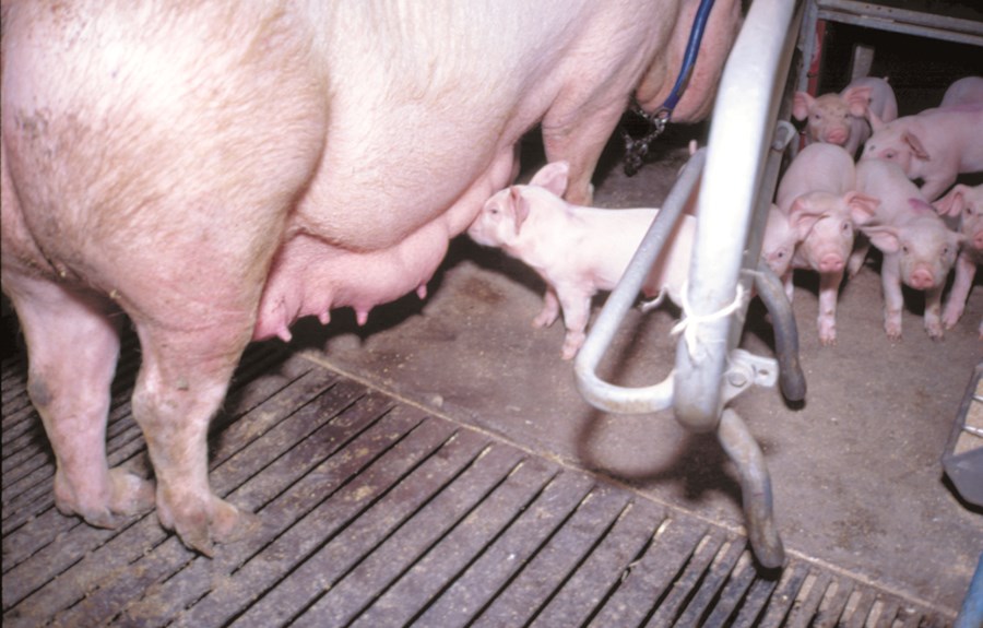 Dýralæknar munu sjá um geldingar grísa