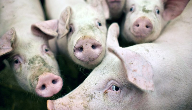 Áhyggjur vegna uppgangs sýklalyfjaónæmra baktería