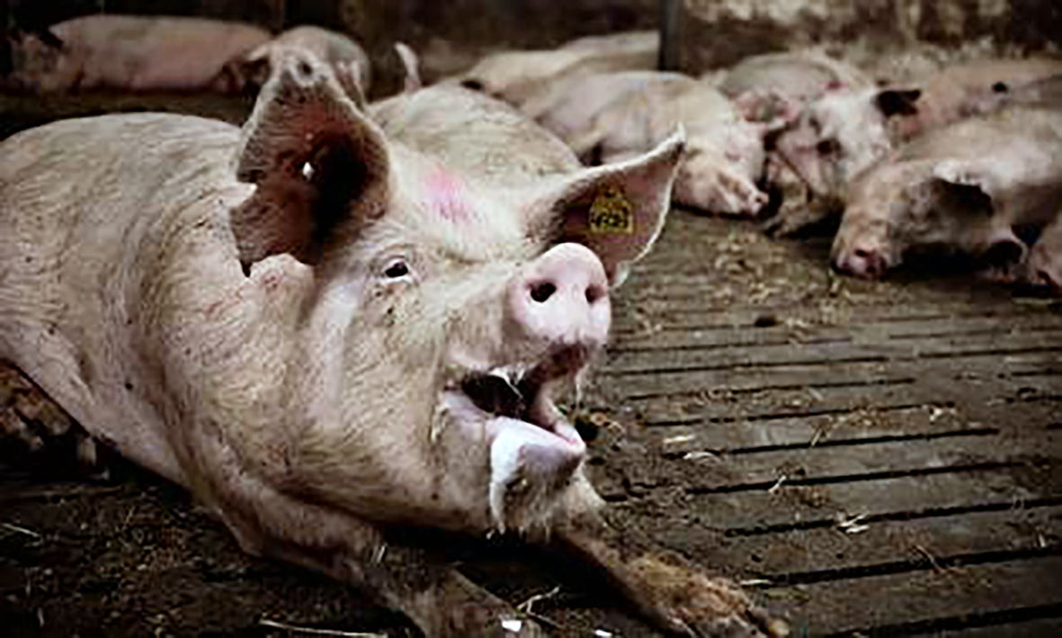Óttast að svínapestin stökkbreytist og geti þá smitað manneskjur