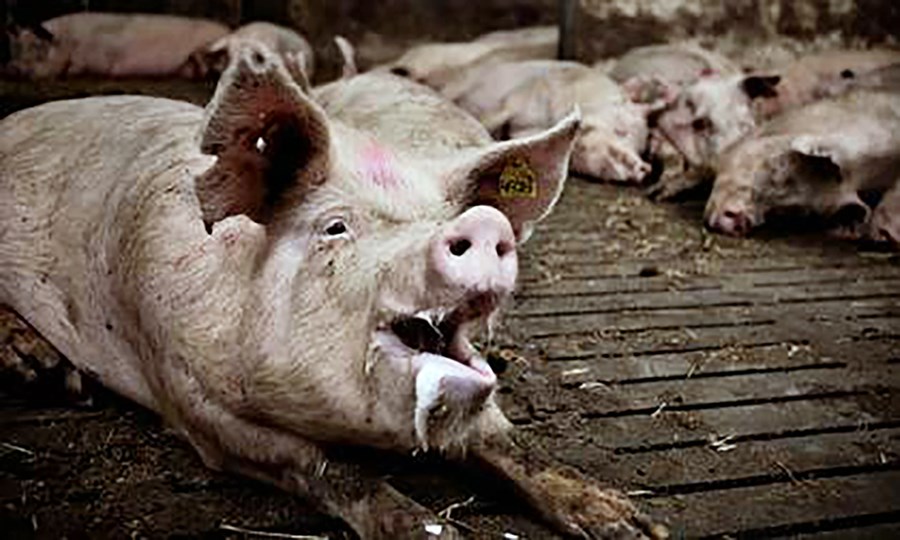 Óttast að svínapestin stökkbreytist og geti þá smitað manneskjur