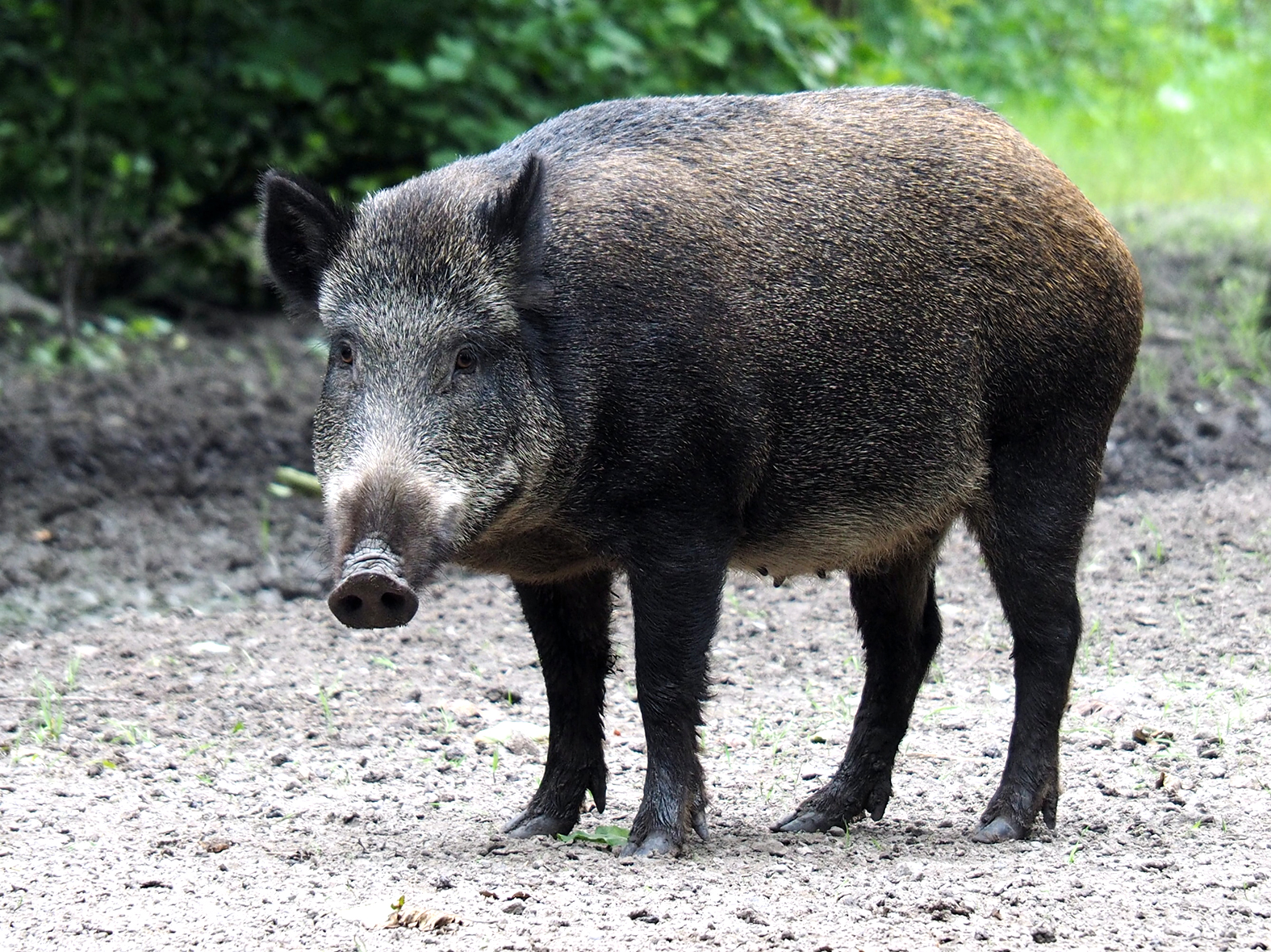 Svínapest í Skandinavíu