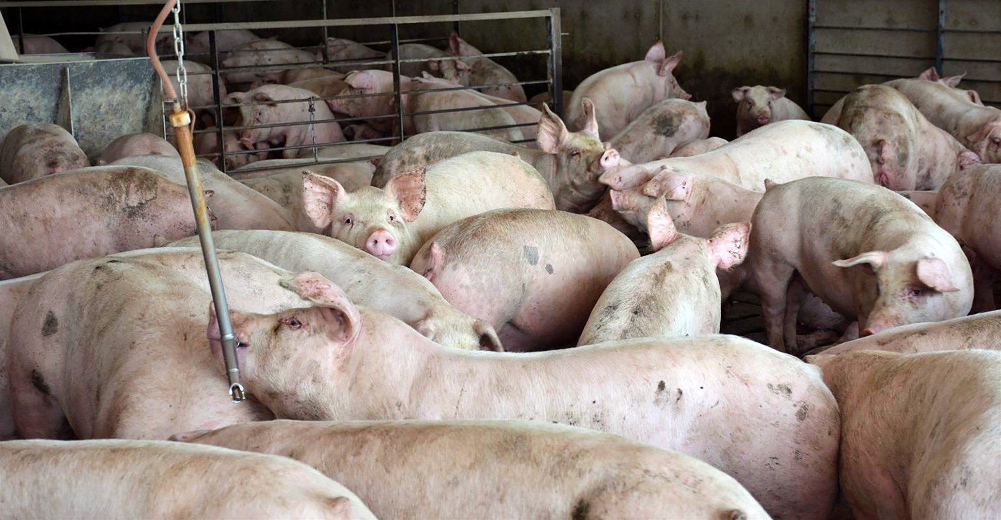 Bandarísk yfirvöld reyna allt til að koma í veg fyrir að svínapestarsmit berist til landsins