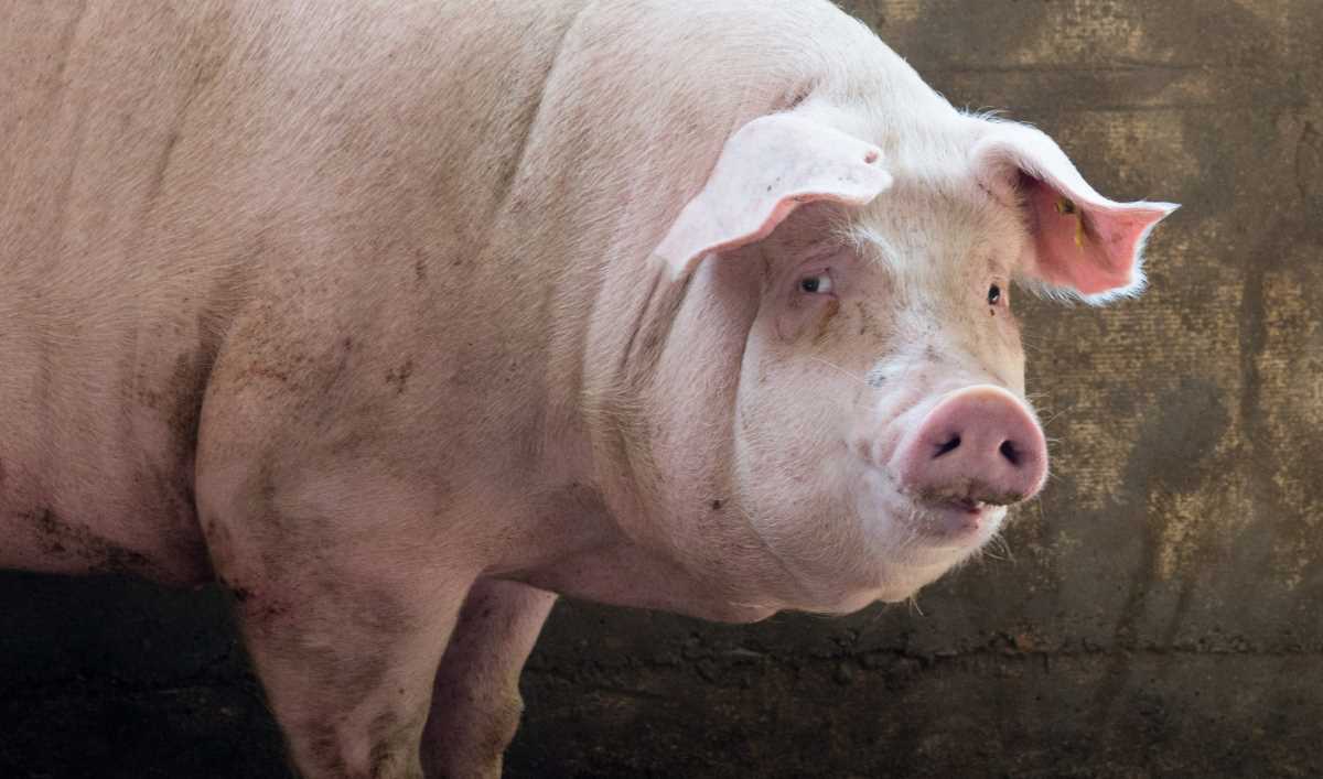 Genabreytt svínshjarta sem grætt var í sjúkling reyndist vera sýkt af svínaveiru