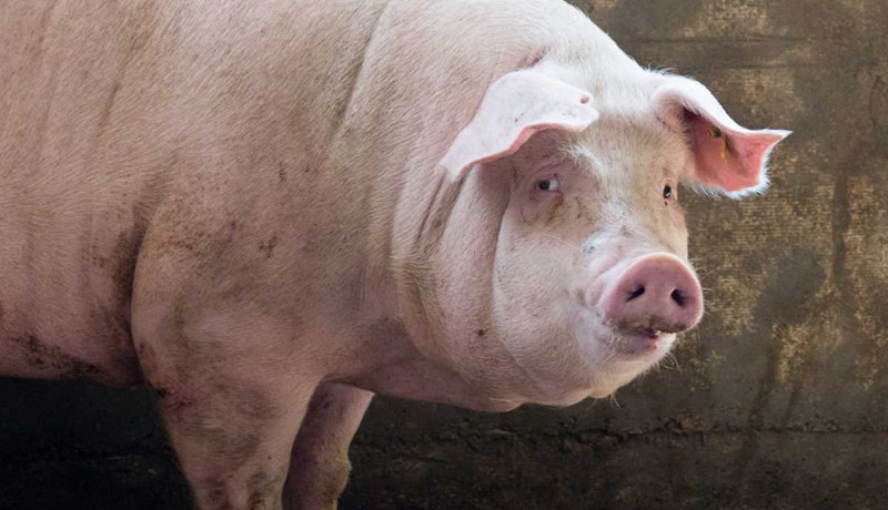 Genabreytt svínshjarta sem grætt var í sjúkling reyndist vera sýkt af svínaveiru