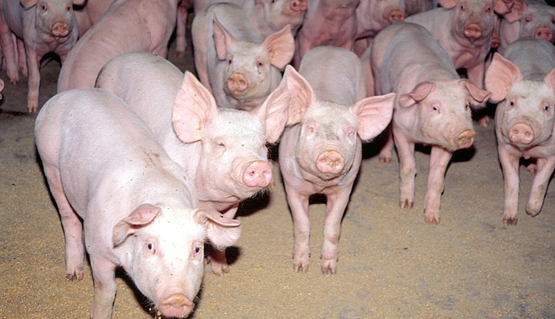 Uppljóstrun á slæmri meðferð á svínabúi í Lettlandi