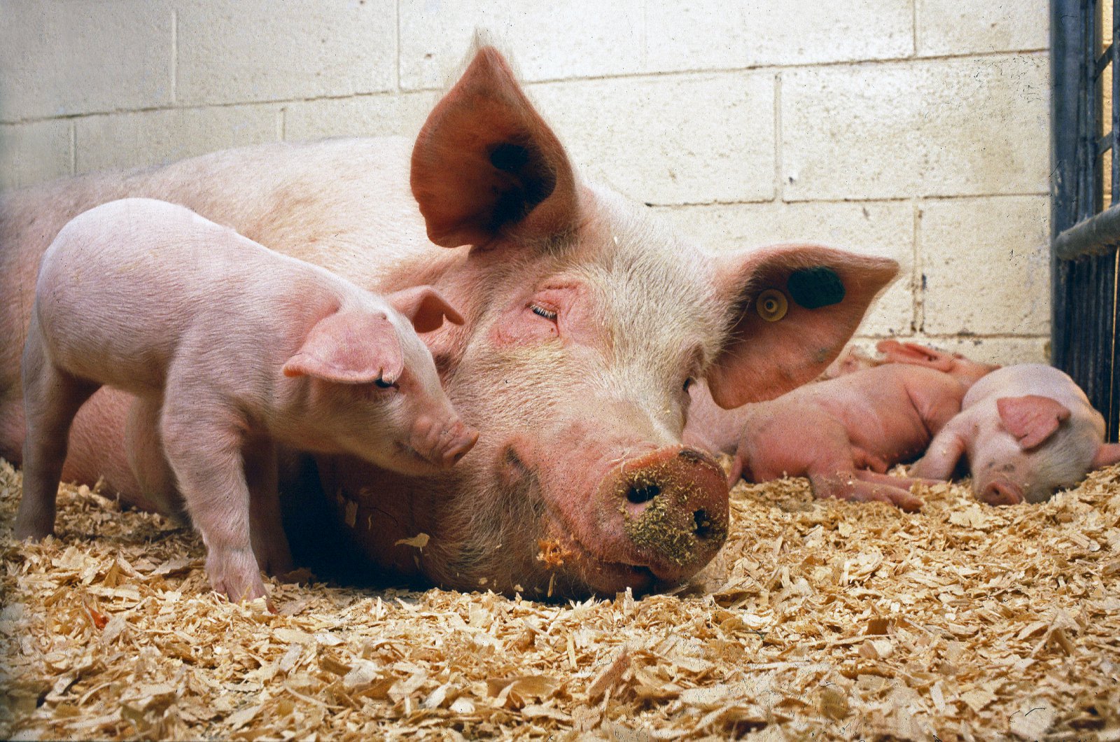 Niðurstöður búvörusamninganna vonbrigði