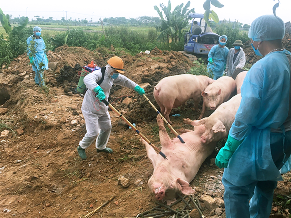 Búist er við að 25% af svínum heimsbyggðarinnar drepist