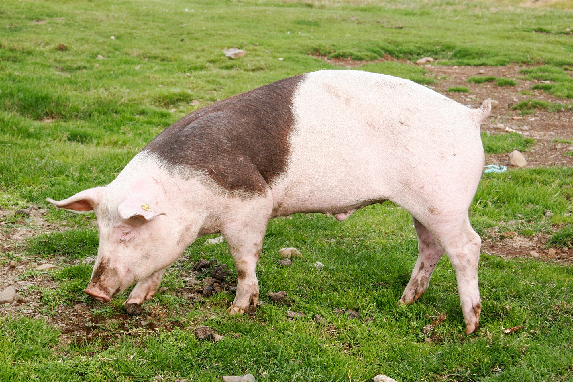 Svínabændur samþykkja sameiningu við Bændasamtök Íslands