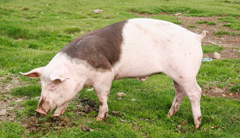 Svínabændur samþykkja sameiningu við Bændasamtök Íslands