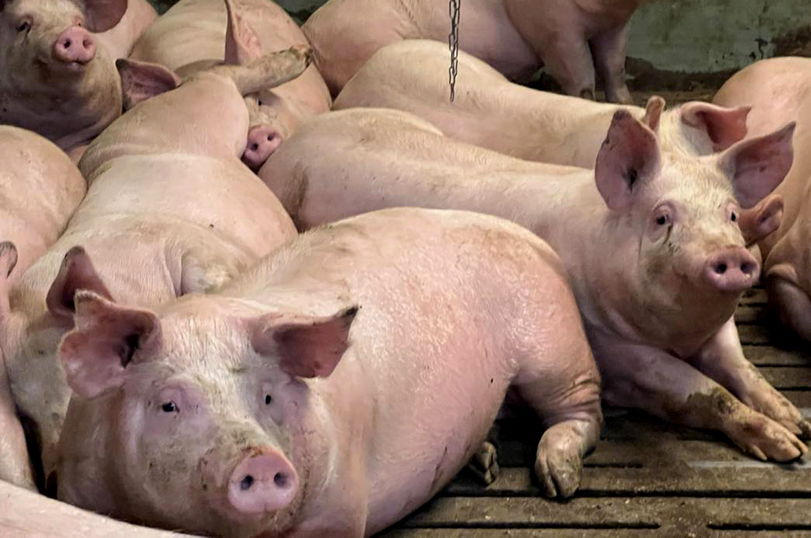 Sama sláturhús sektað þrisvar