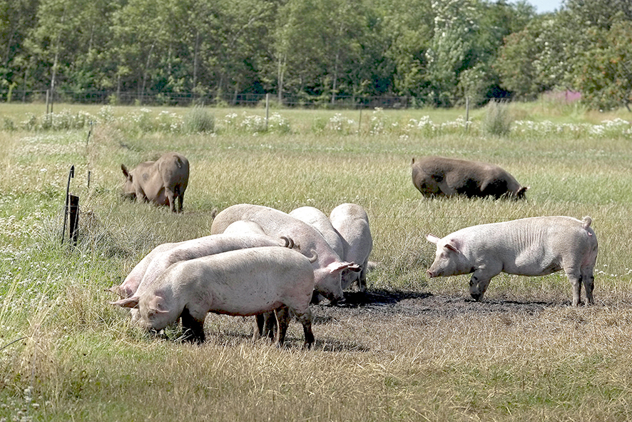 Svínum fækkar í Danmörku