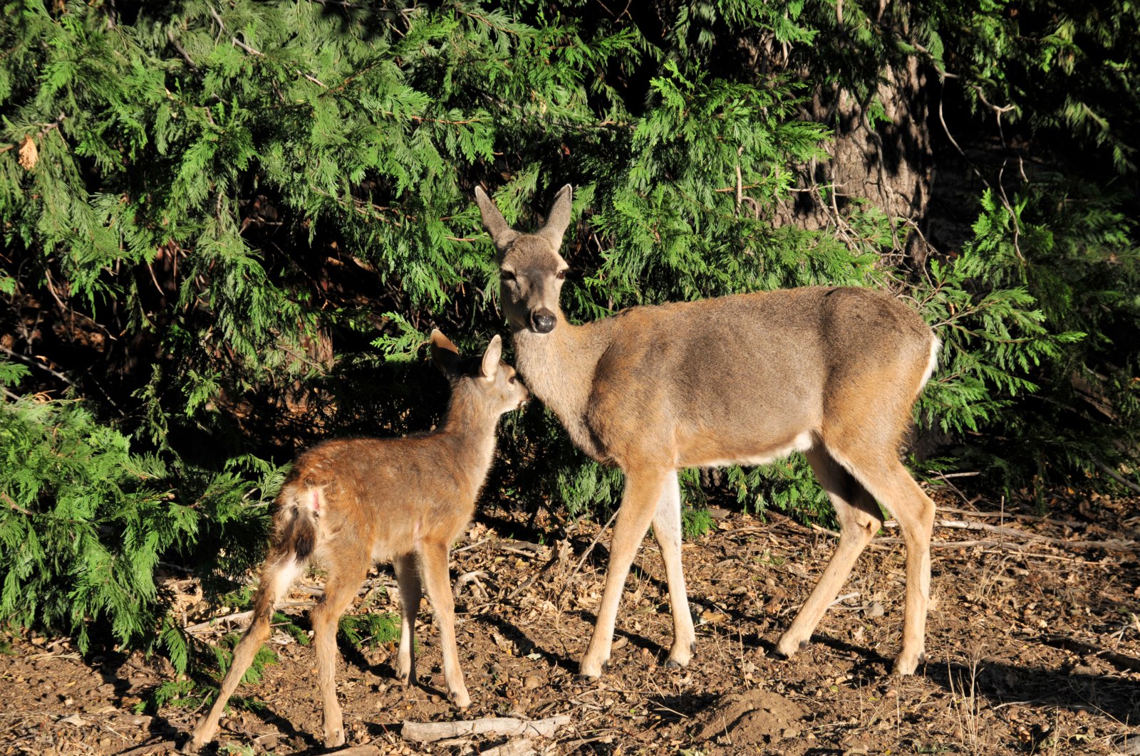 Fótur af klaufdýri finnst í innfluttum spæni