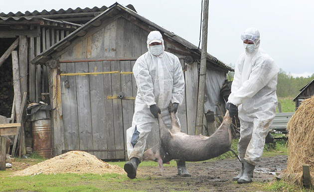 Hefur sett í uppnám stórfelld áform Rússa í svínarækt