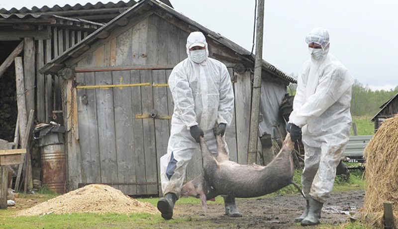 Hefur sett í uppnám stórfelld áform Rússa í svínarækt