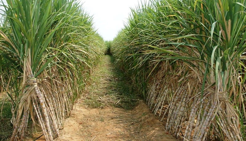 Sykurreyr – „hvíti dauði“