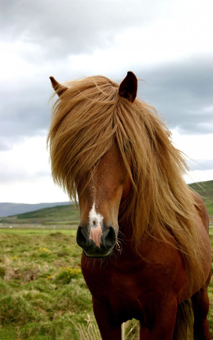 Skráningarkerfi RML vegna kynbótasýninga hrundi