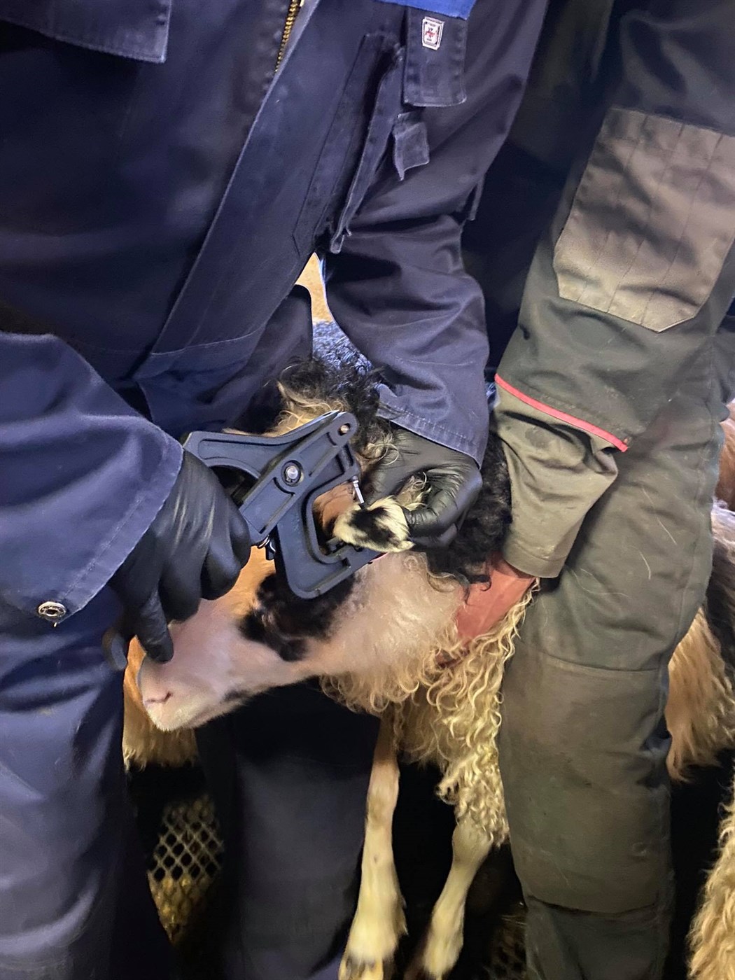 Um ARR og átaksverkefnið fram undan í arfgerðargreiningum