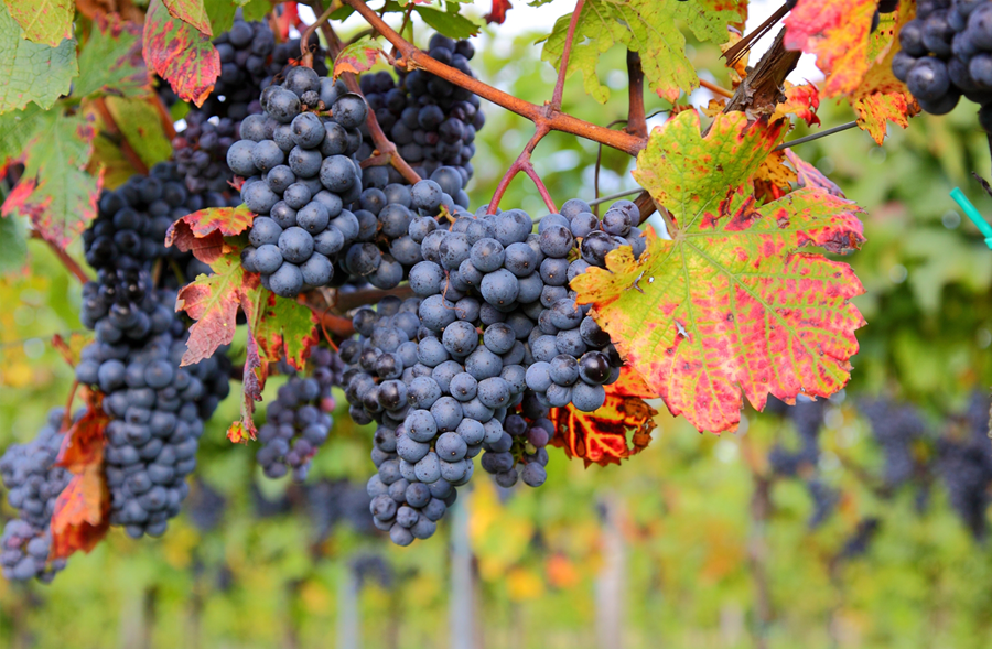 Shiraz-þrúgur ræktaðar í Ástralíu.