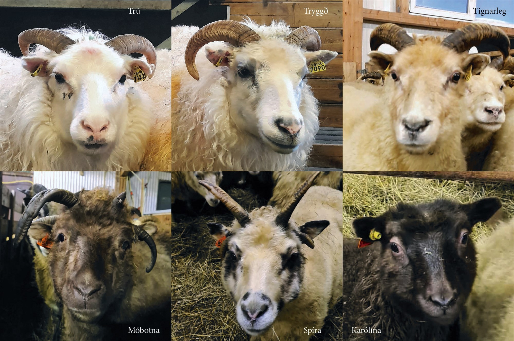 Hitt og þetta í kringum riðu og arfgerðir