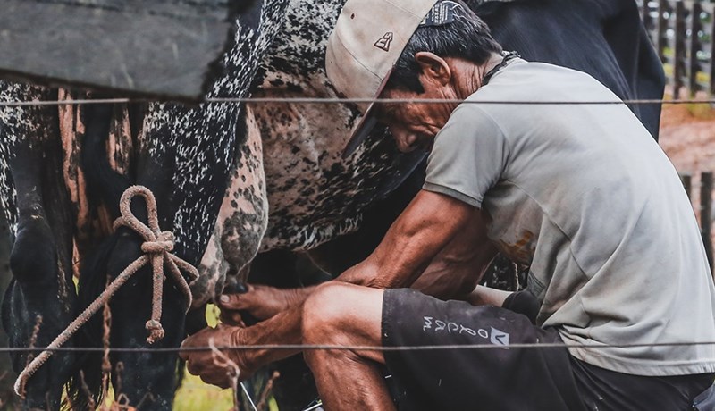 Spá mjólkurskorti í heiminum innan fárra ára