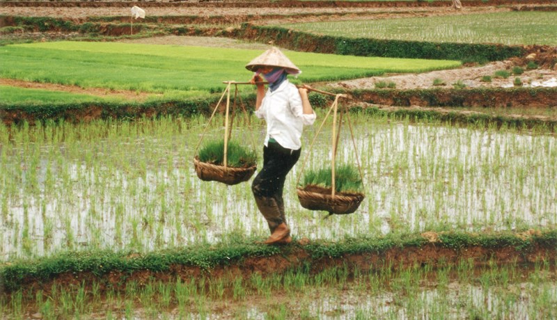Hrísgrjón – þriðja mest ræktaða planta í heimi
