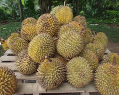 Durian engum öðrum ávexti líkur