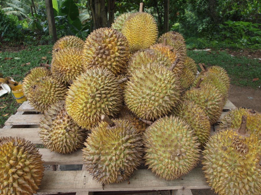 Taíland og Malasía eru langstærstu framleiðendur durian í heiminum með tæplega 90% framleiðslunnar.