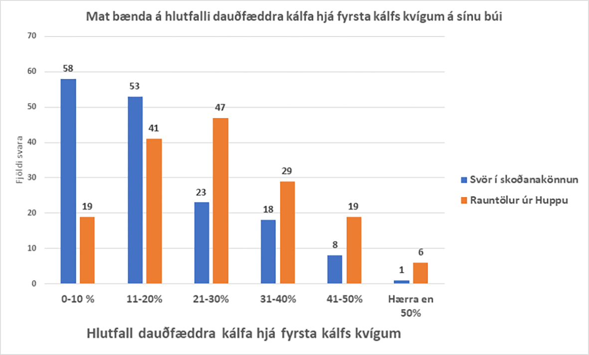 Kálfadauði hjá fyrsta kálfs kvígum mun meiri á Íslandi en í Danmörku