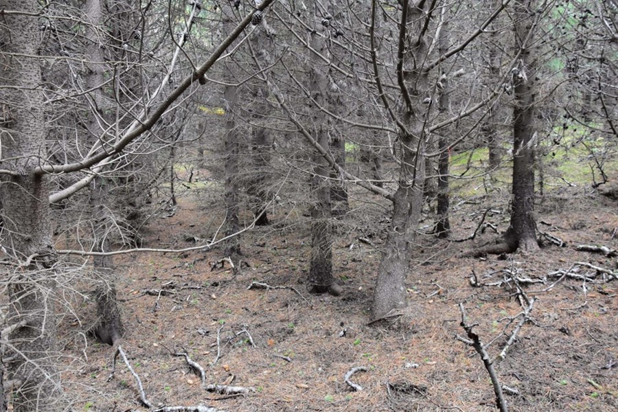 Takmörkun á grisjun hámarkar kolefnisbindingu. Kolefnisskógrækt, nytjaskógrækt og skógrækt til útivistar fara ekki vel saman. 