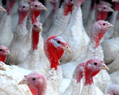 Óttast kostnað af tilflutningi eftirlits