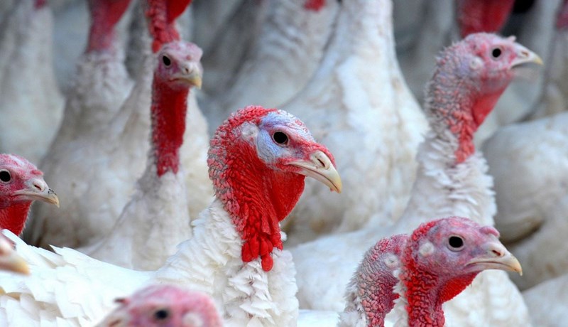 Skylda að hafa alifugla innandyra