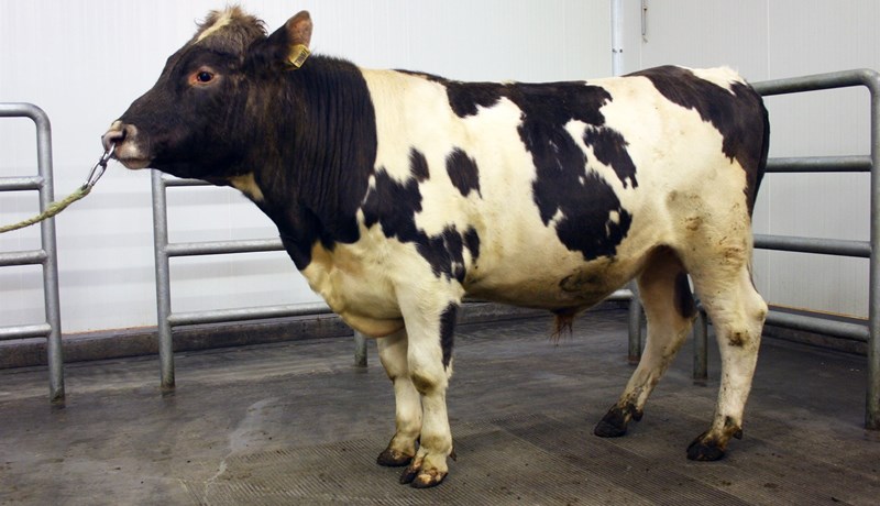 Öflug naut komin til notkunar