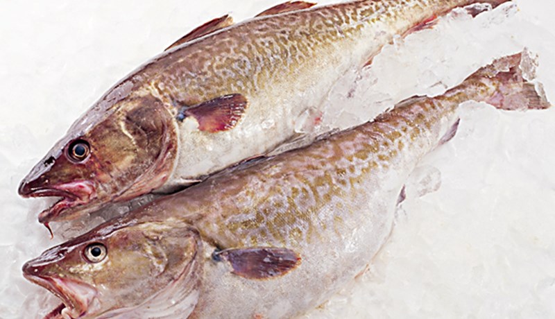 ,,Fiskveiðistjórn í Japan verður að breytast“