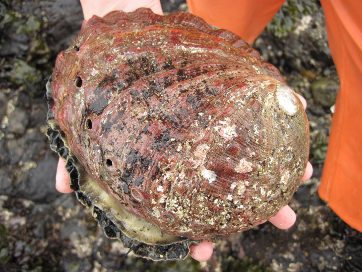 Starfsleyfi fyrir landeldi á sæeyrum veitt 