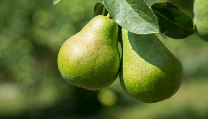 Pera – er talin elsti ávöxtur í ræktun