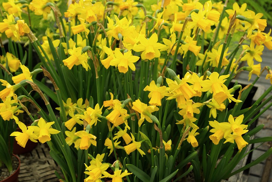 Tete a Tete páskaliljur.