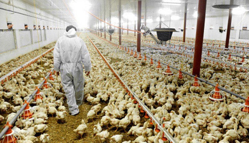 Oft framleitt við aðstæður sem standast hvorki aðbúnaðarreglur ESB né Íslands