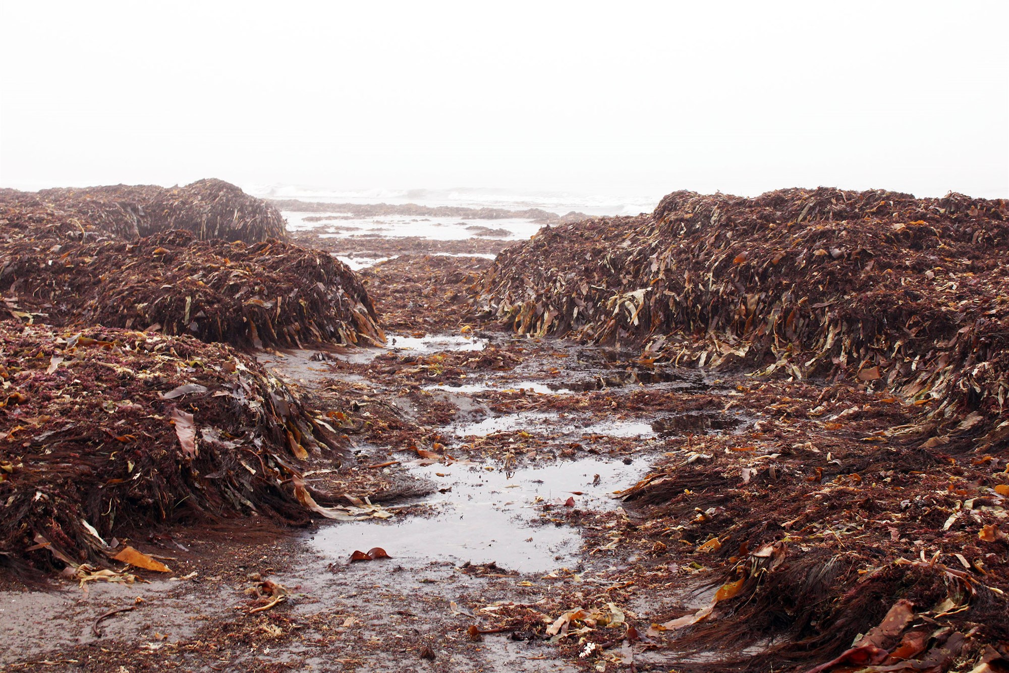 Þörungar, þang og þari