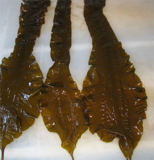 Gæðaþættir við vinnslu og verkun beltisþara