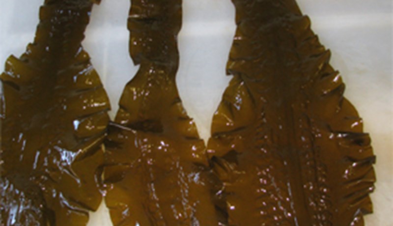 Gæðaþættir við vinnslu og verkun beltisþara