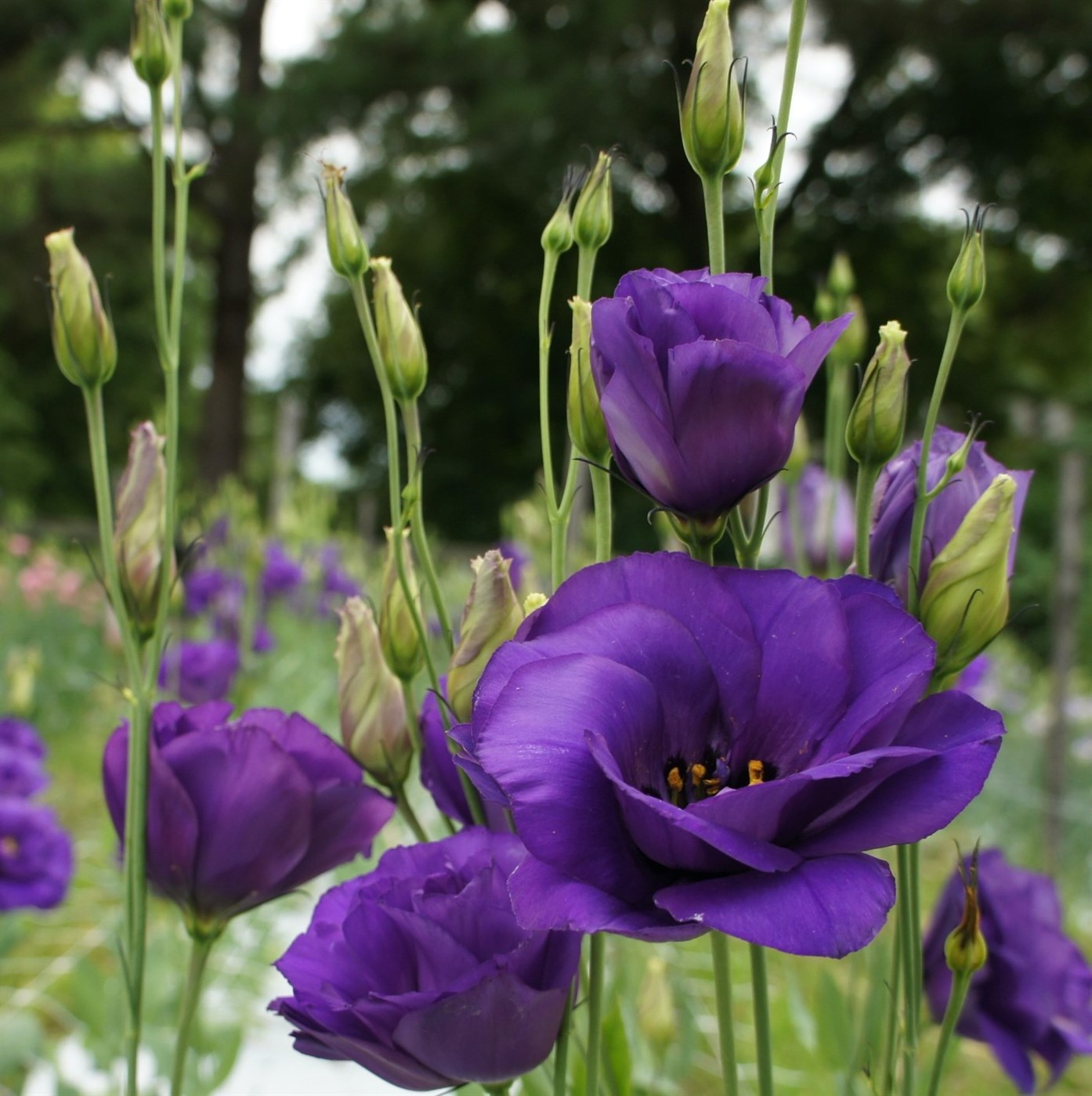 Silkivöndur er réttnefni á fallegu blómi