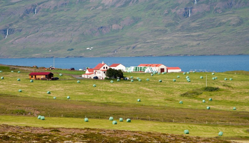 ARR-arfgerðin fannst ekki á Kambi